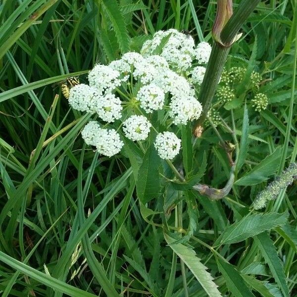 Cicuta maculata Flower