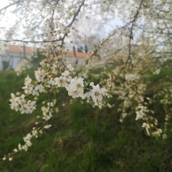 Crataegus laciniata Flower