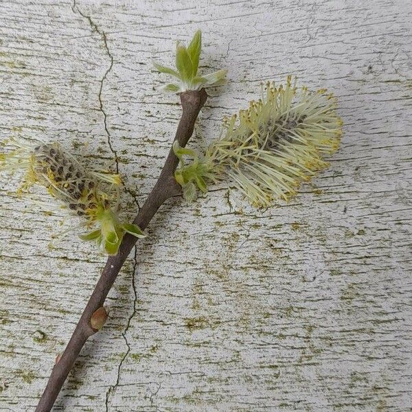 Salix atrocinerea Květ