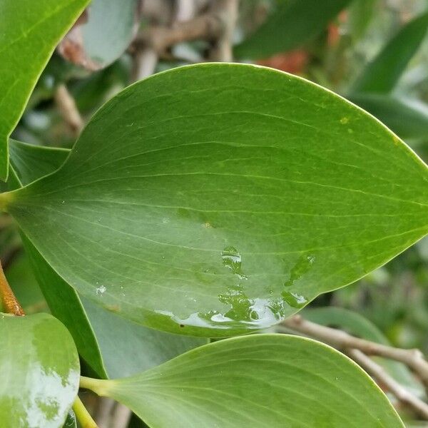 Acacia simplex Folha