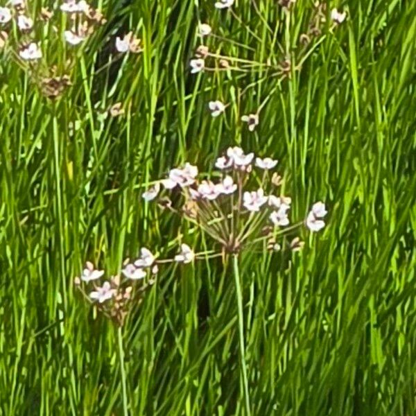 Butomus umbellatus Çiçek