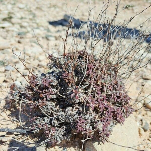 Limonium echioides Blad