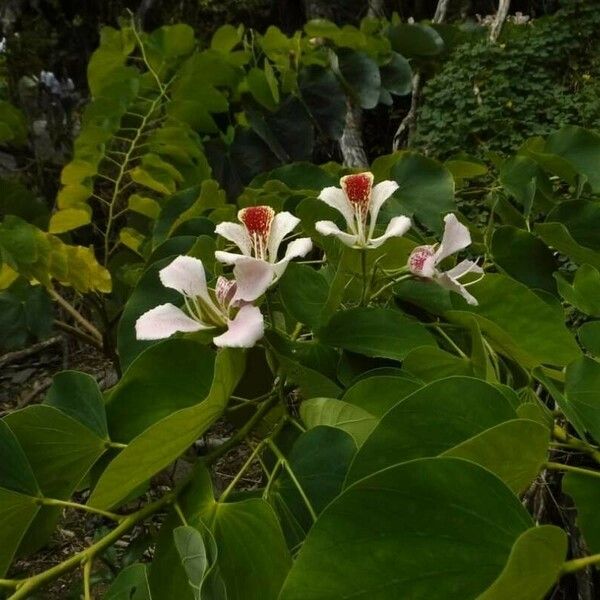 Bauhinia monandra Fleur