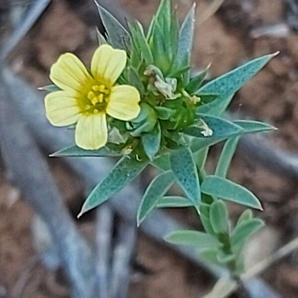 Linum strictum 花