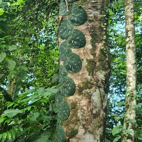 Monstera dubia Leaf