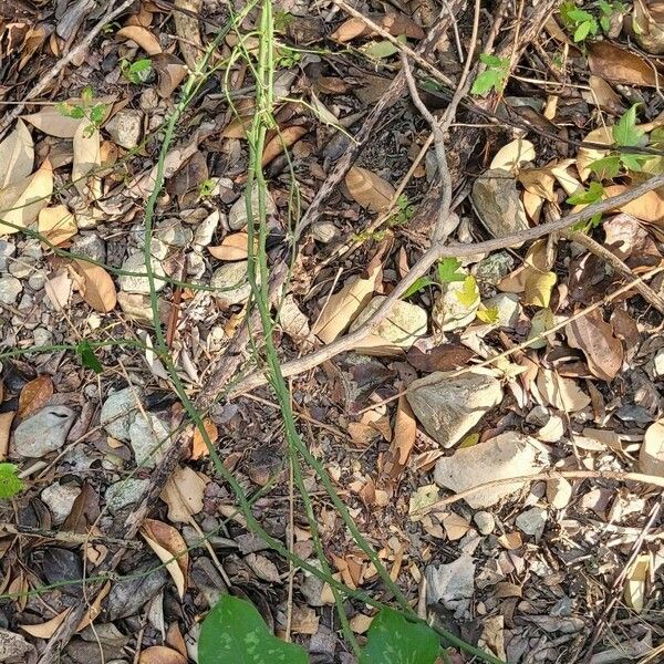 Smilax bona-nox Plante entière