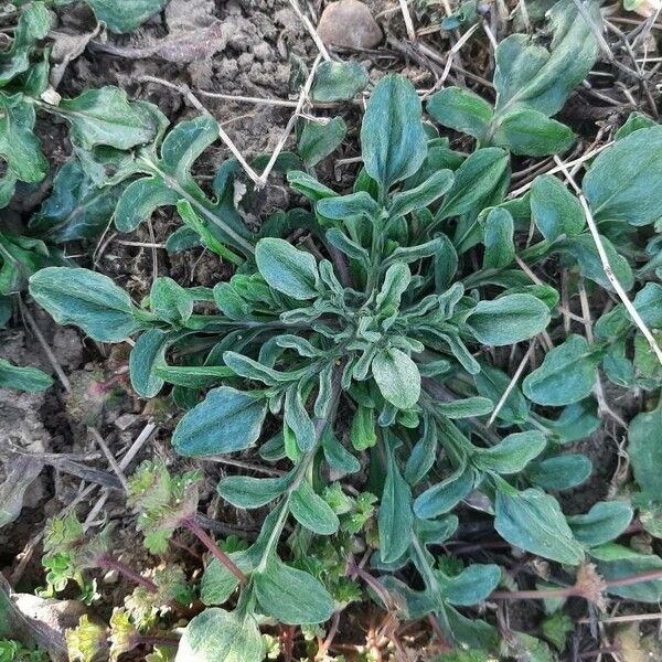 Centaurea diffusa 叶