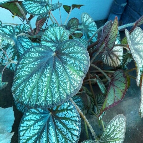 Begonia rex Leaf