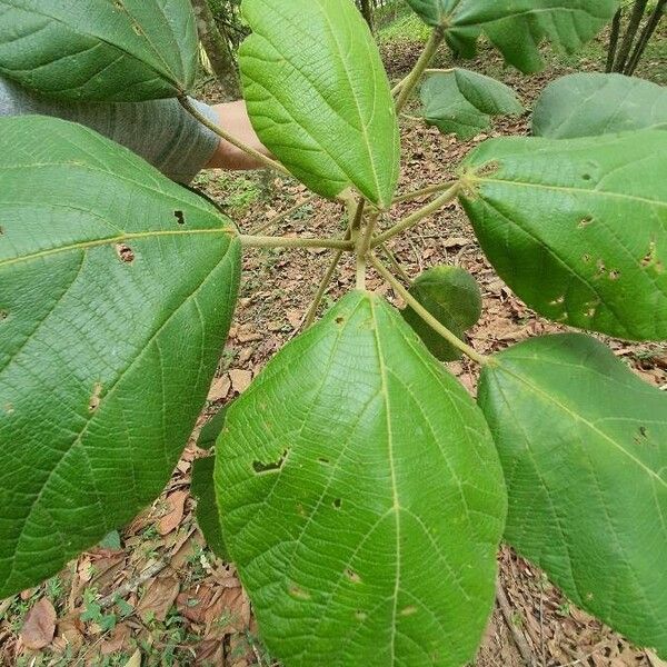 Alchornea cordifolia Leaf