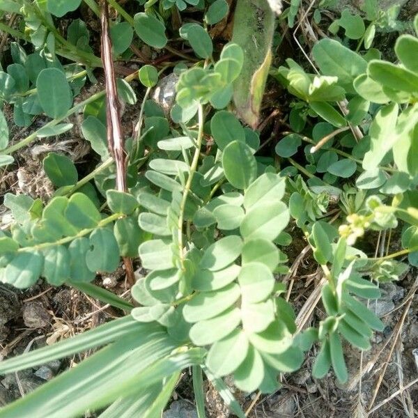 Coronilla viminalis Levél