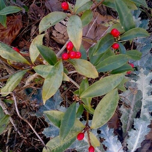 Gaultheria procumbens Vekstform