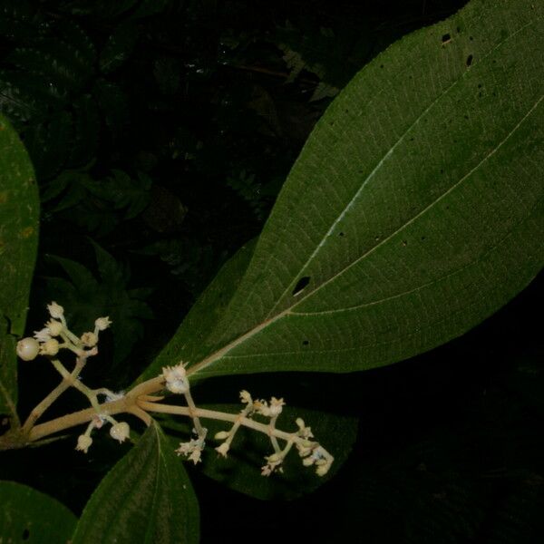 Miconia albertobrenesii Kwiat