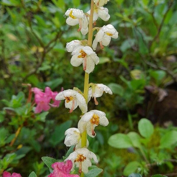 Pyrola rotundifolia Квітка