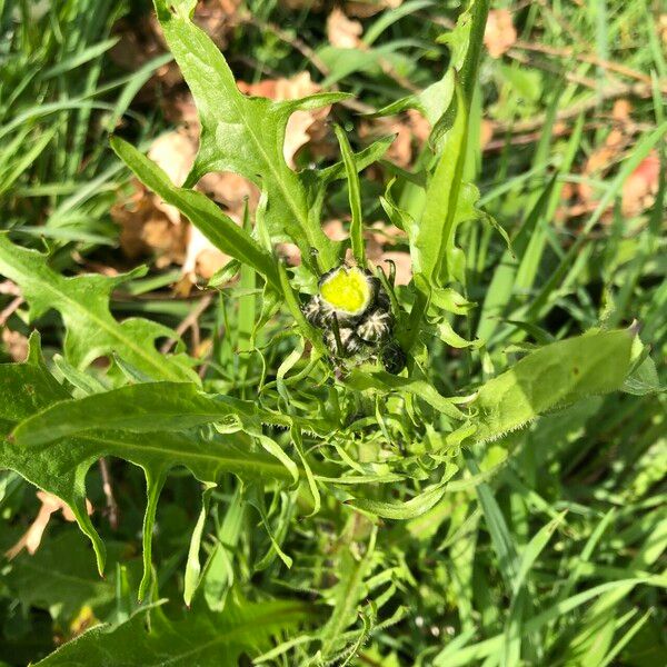 Crepis biennis Õis