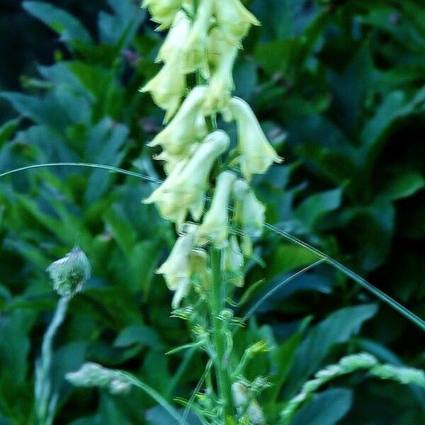 Aconitum vulparia Floro