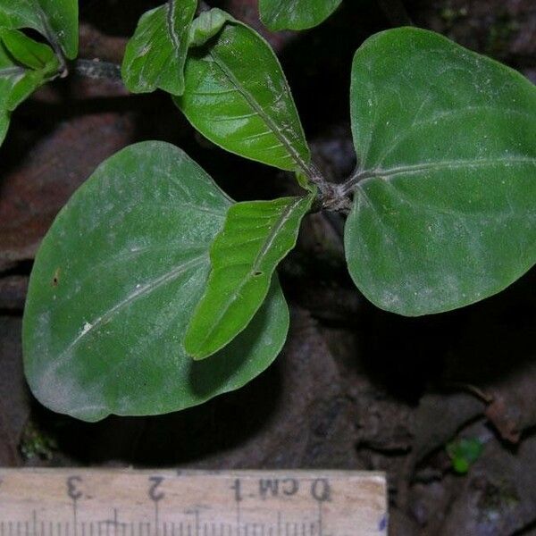 Palicourea tetragona Leaf