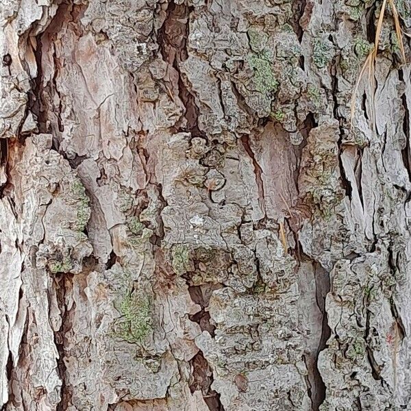 Larix decidua Bark