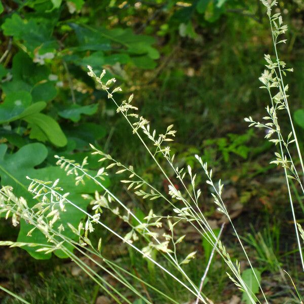 Festuca heterophylla Цвят