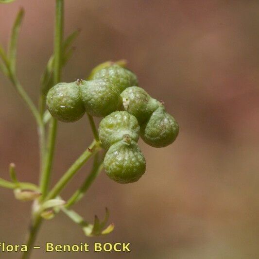 Bifora testiculata Fruit