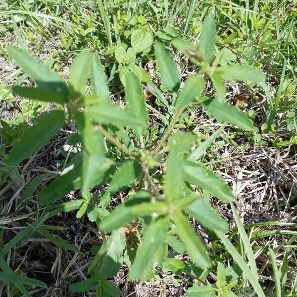 Croton glandulosus 葉