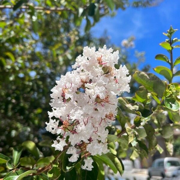 Lagerstroemia speciosa Λουλούδι