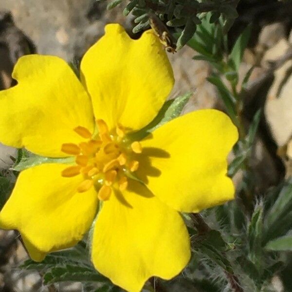 Potentilla hirta Flower