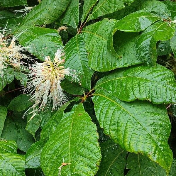 Aesculus parviflora Leaf