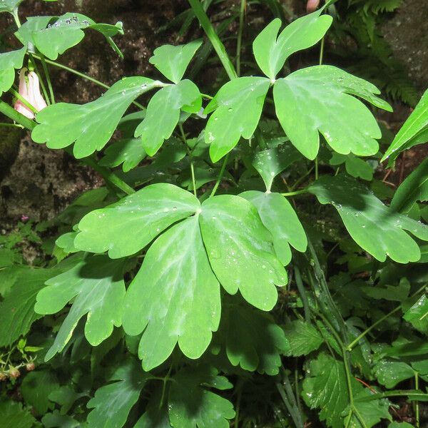 Aquilegia vulgaris Folla