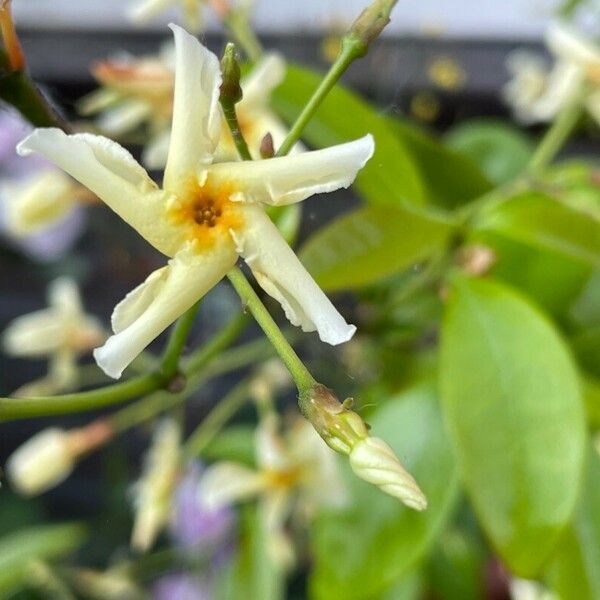 Trachelospermum asiaticum Bloem