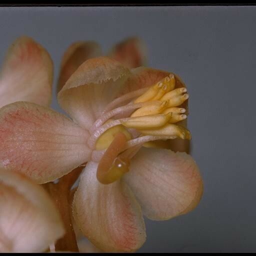 Pyrola picta Flower