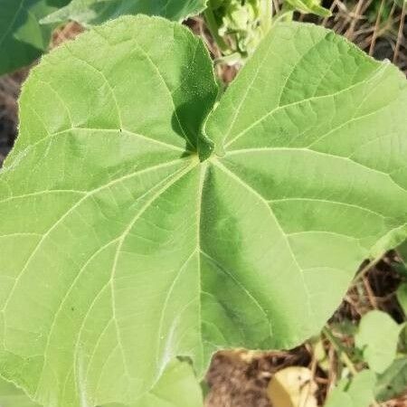 Abutilon theophrasti 叶