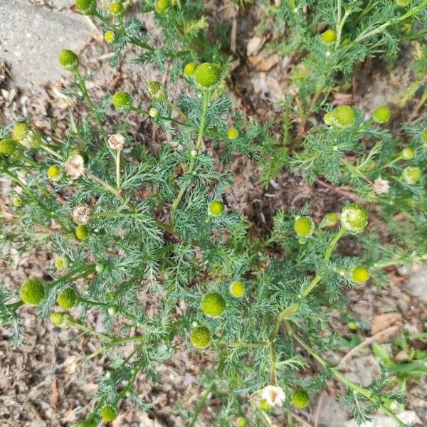 Matricaria discoidea ফুল