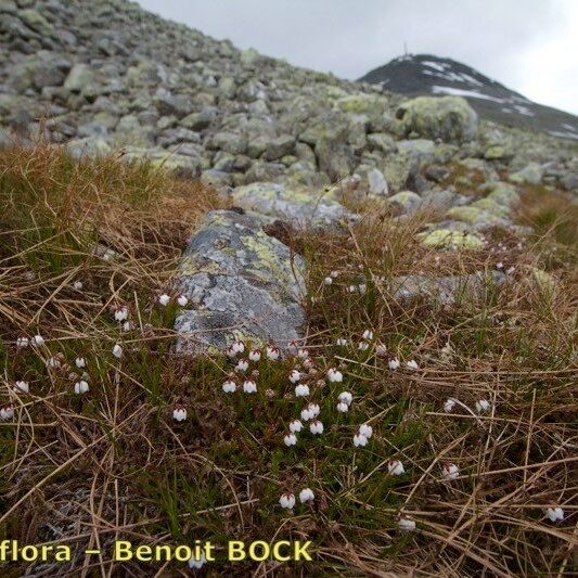 Cassiope hypnoides Агульны выгляд