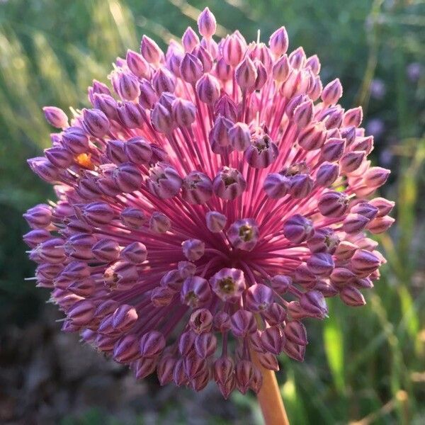 Allium ampeloprasum Цвят