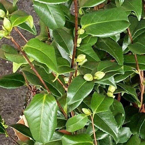 Camellia japonica Leaf