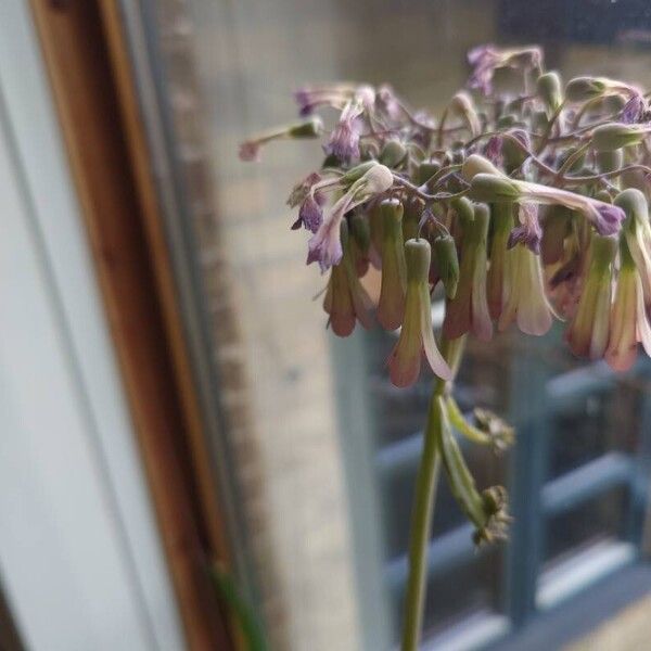 Kalanchoe daigremontiana Flower