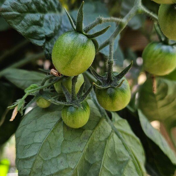 Solanum lycopersicum फल