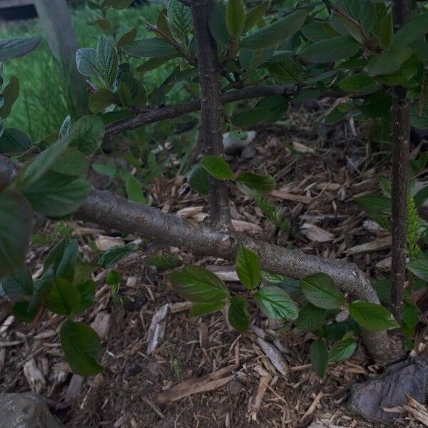 Cotoneaster acutifolius Koor