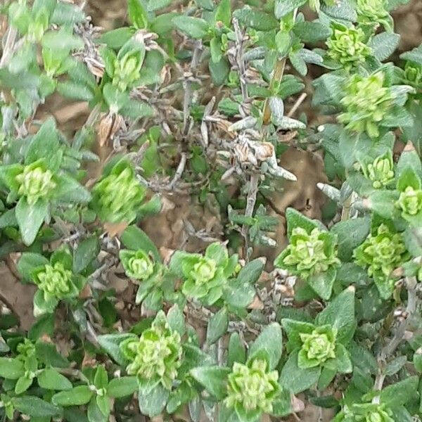 Thymus vulgaris Foglia