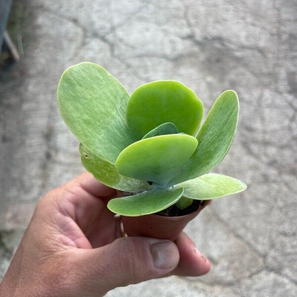 Kalanchoe tetraphylla Folio