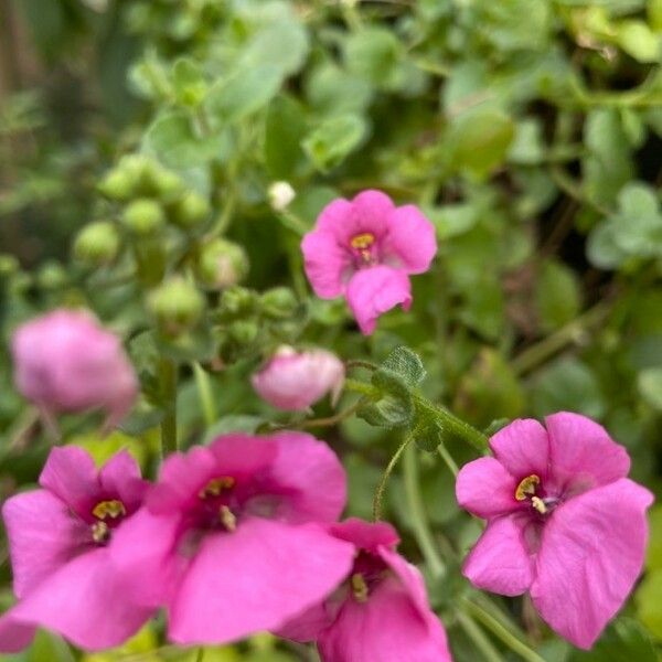 Diascia rigescens Кветка