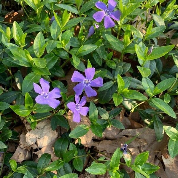 Vinca minor Flower