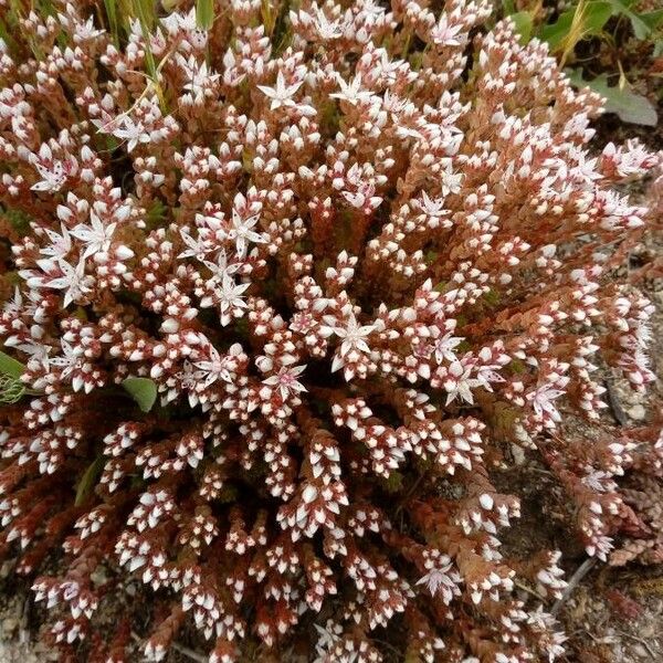 Sedum monregalense Blomst