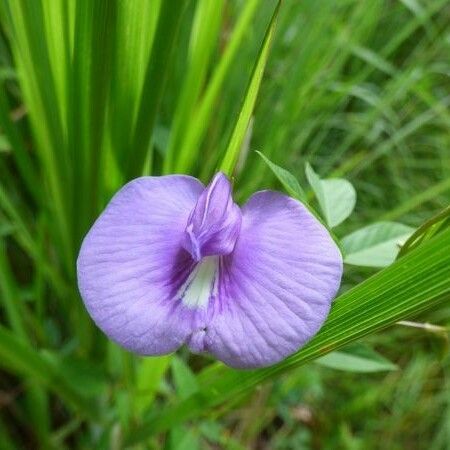 Centrosema virginianum Flor