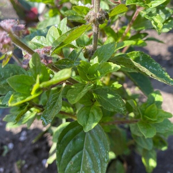 Ocimum kilimandscharicum Blatt