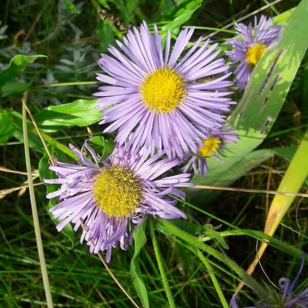 Erigeron speciosus Кветка