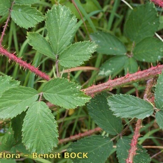 Rubus silvaticus Drugo