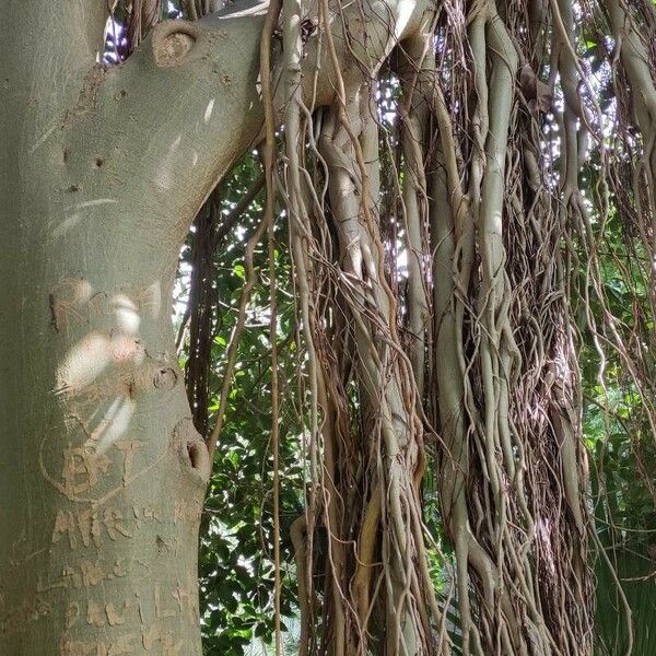 Ficus rubiginosa Hábito