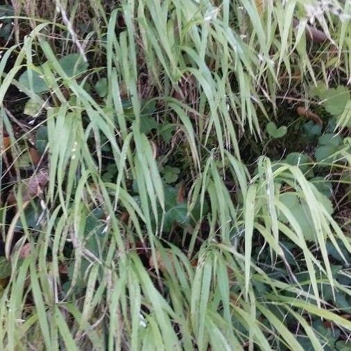 Melica uniflora 叶