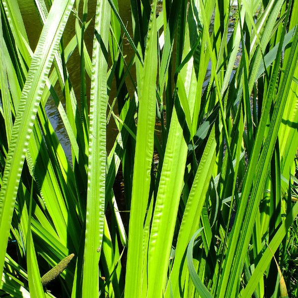 Acorus calamus Lehti